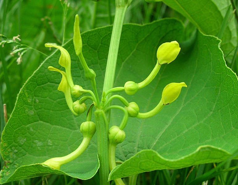 Aristolochia clematitis / Aristolochia clematite